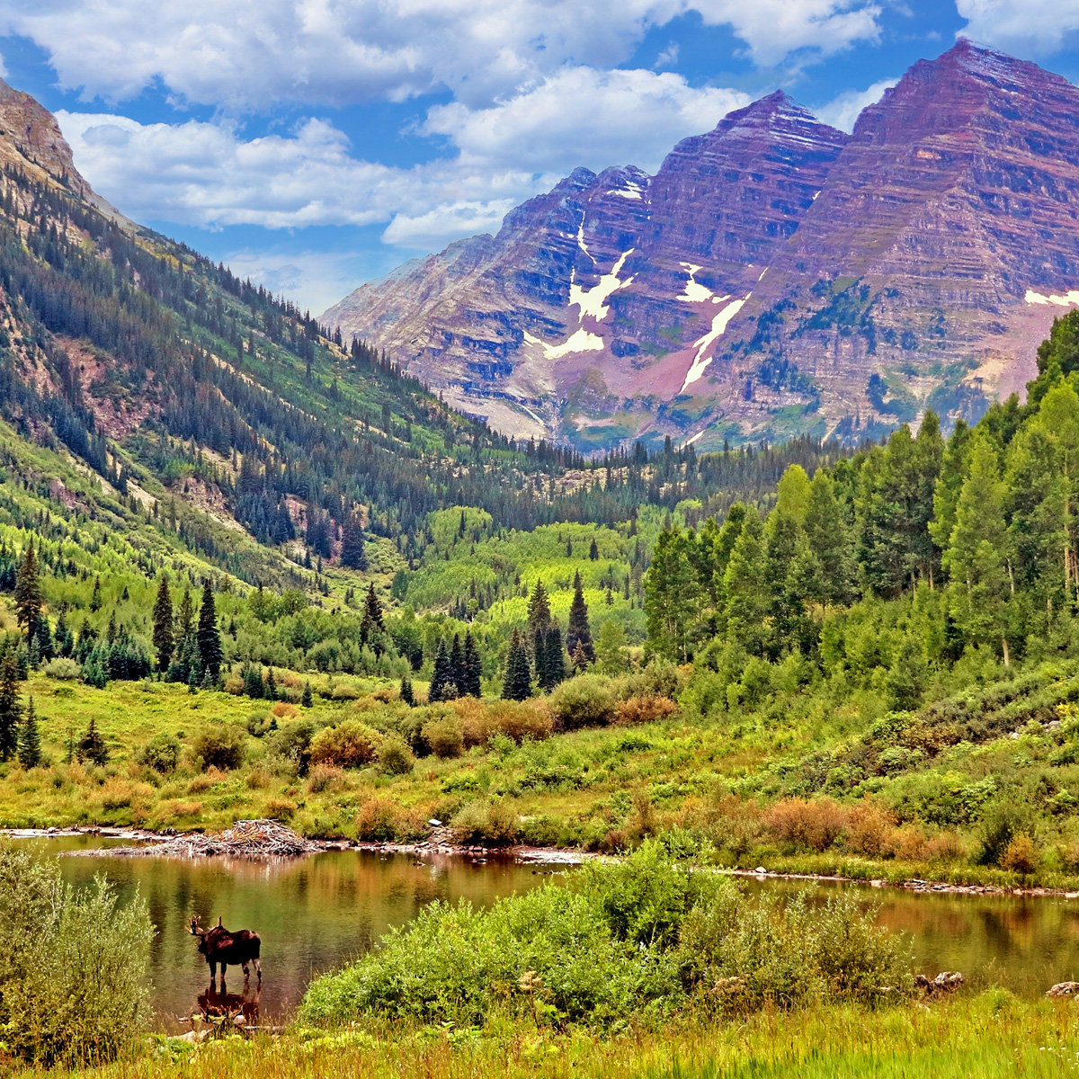 Moose in Maroon Lake near Aspen, Colorado with the Maroon Bells peaks in the backgroun