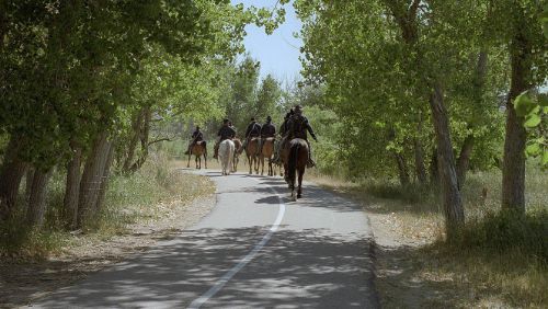 Photograph of folks riding horses on tree lined paved pathway