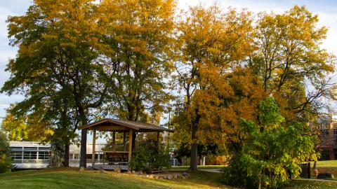 Fall trees Lakewood campus