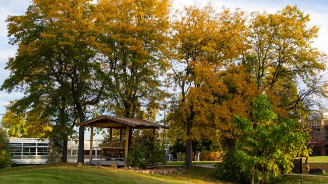 Fall trees Lakewood campus