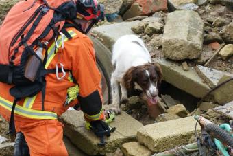 search and rescue dog searcing building rubble
