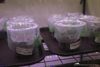 Plants growing in labeled plastic cups on a shelf. 